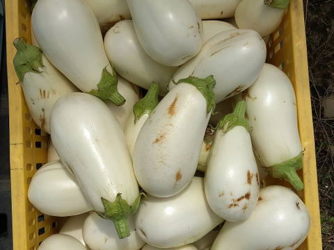 長崎県産とろ～り白ナス　3〜4個入り