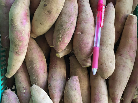 3種　1番人気サイズの食べ比べ❣️S〜Lサイズ
9.8kg