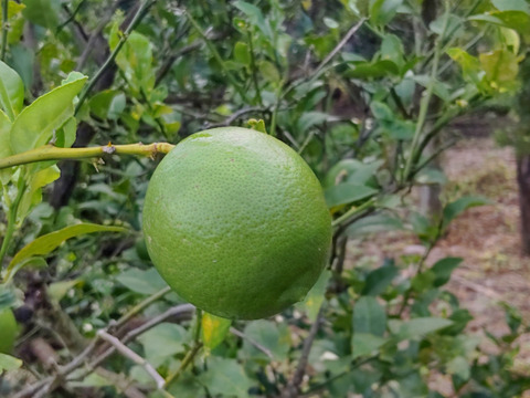 鹿児島県産「グリーンレモン」「シークワーサー」詰め合わせ 箱込み2kg