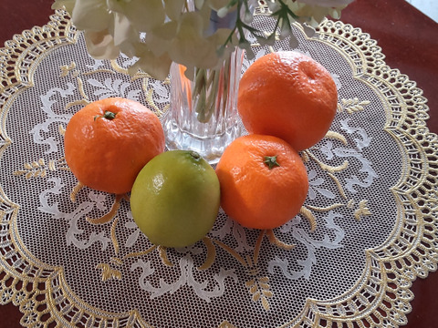 樹になったまま、色づいた　宮川早生みかん（無選別無階級 1.2級品こみこみ）　９K入り