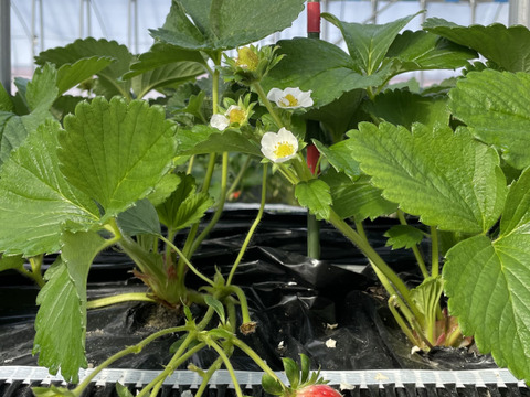 稀少苺？徳島川内産『あまえくぼ』250g以上×4p