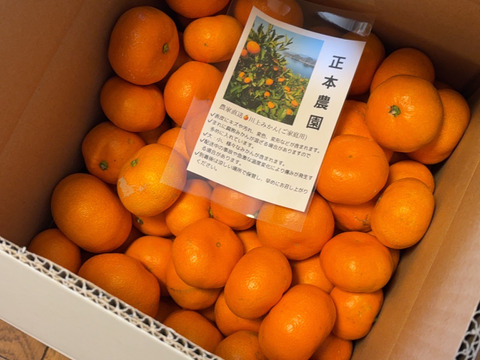 【訳あり】ご家庭用小玉みかん10kg