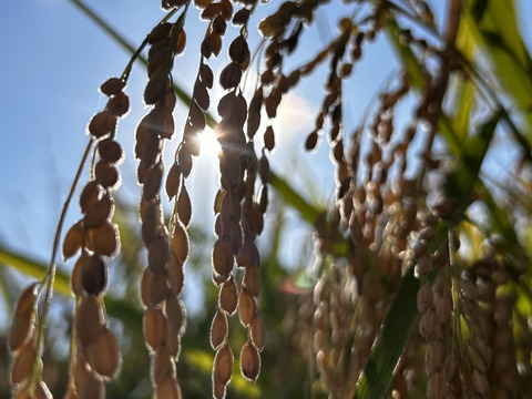 ひとめぼれ 10kg