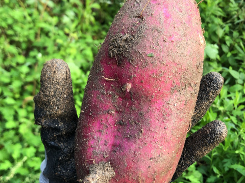 糸島産★新さつまいも（紅はるか）３キロ　※栽培期間中農薬不使用※