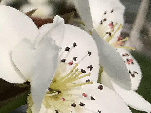 大豊作300円引き‼️【完熟豊水梨】贈答用約2.2kg(4~7個)  ✨味が濃く甘くてジューシー‼️まるで梨ジュース🍐ひとつひとつ色付きを確かめ樹上完熟で収穫😋ほぼほぼ果汁です💦