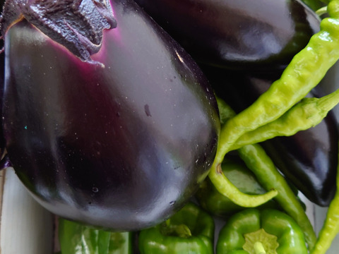 野菜ソムリエプロが作る旬の夏野菜セット