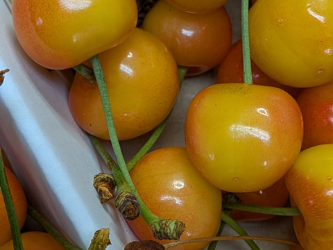 さくらんぼ紅秀峰加工原料1.4kg