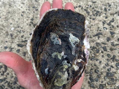【夏ギフト】奥能登はいらんかいね　石川県穴水産　濃厚　岩牡蠣（生食用）　15個　＜300g以上～500g前後/１個＞　短冊熨斗対応可
