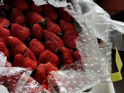 【内容量約1000g】【毎年恒例感謝セール開催！中粒以上いちご！】【スターナイト・きらぴ香】