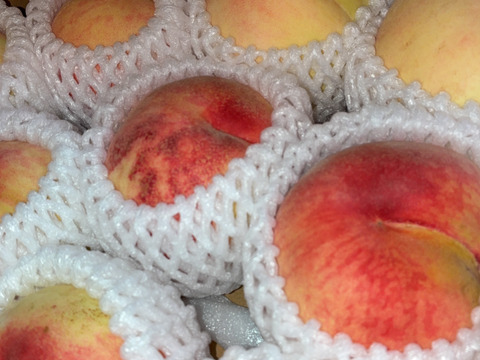 【家庭用】白桃(品種おまかせ)  約2.5kg(5-14玉) 8月頃発送 家庭用信州桃をお届けします #NPH0B028