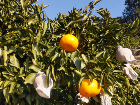 完熟せとか！「家庭用約3キロ」