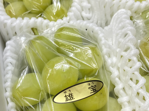 さっぱりとした甘さ！超大粒！【雄宝】3〜4房2kg以上