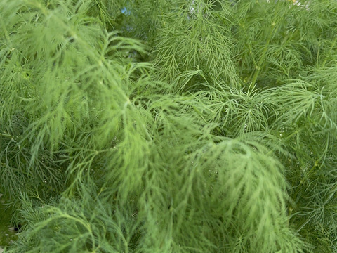 【店では買えないレアな新鮮ディル】お魚🐟が作った🌱香り味抜群‼️これ無しでは料理は始まらない‼️