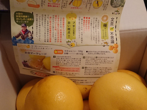 日本で一番みかんと暮らしてる私たちにお任せください【家庭用５kg】