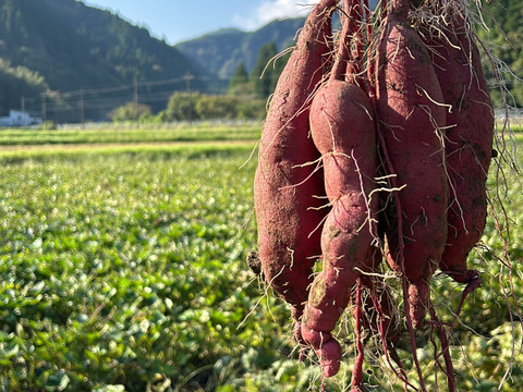【栽培期間中農薬不使用】紅あずま３ｋｇ(箱入)　10月以降～発送予定！　熟成期間１ヶ月超！　さつまいも！