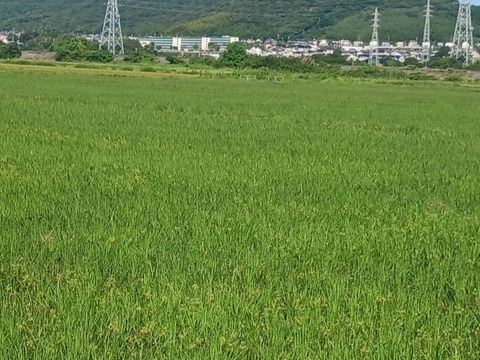 令和7年産新米　農薬5割減　特別栽培米コシヒカリ白米５kg　化学肥料不使用