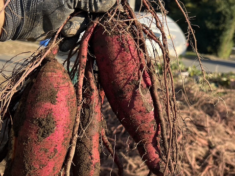 【嬉しいセットA】茨城県産
・完熟紅はるか　2kg
・とろける干し芋『蜜千姫』（100gx2p）