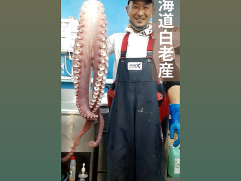 北海道白老産　活茹で水だこ（足）1.4㎏2本【1本真空加工】