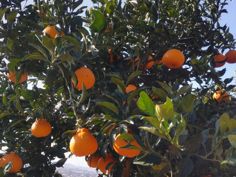 訳あり！不知火「約5キロ」