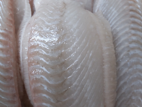 美味しさ増大！熟成ヒラメ