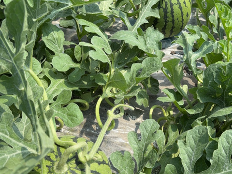 まるまる一個！ひとりじめ小玉スイカ 2個セット【ご家庭用】