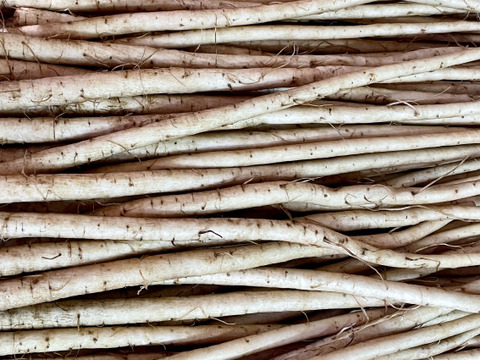 色白柔らか新鮮⭐︎新ごぼう！！３キロ［鹿児島県産］