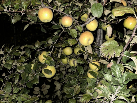 魅力爆発中！「こつぶのまんま」青林　約3kg箱11〜14玉