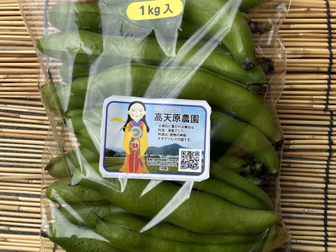 4月下旬発送　旬のそら豆5キロ
