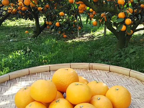 希少品種　爽やかな香り　はれひめ　加工品用　箱込み9Ｋ