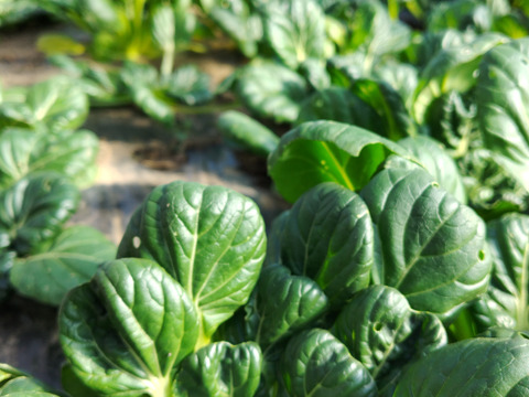 【春めく菜花やつぼみ菜入り】おまかせ野菜セット10種前後～