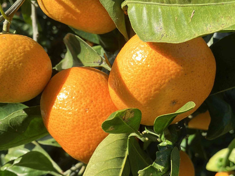 大地の恵みがたっぷり！ほどよい酸味と甘さで生命の息吹を感じる！力強く味の濃い　青島みかん10ｋｇ箱込み　（温州）　S～2Lサイズ　なくなり次第終了！となります！