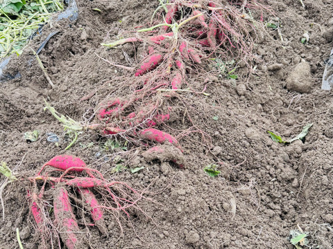 訳あり小〜中芋　栗かぐや　5kg 栽培期間中　農薬不使用