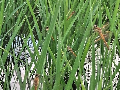 【新米】農薬化学肥料不使用　信州伊那谷★コシヒカリ(玄米)2025年産・5㎏