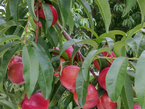 甘酸っぱくてジューシー！ネクタリン『メイグランド』(秀品約2㎏)【お中元対応可】