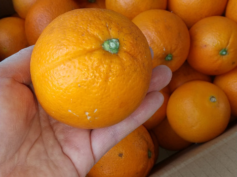 食べごろ！農薬不使用ネーブル