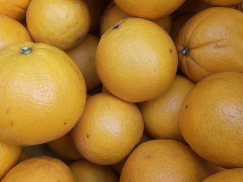 美味しい柑橘 ネーブルとレモン10個 良品 5kg