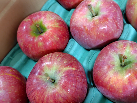 完売しました！【人気爆発高評価600件】シナノリップ3キロ箱 6玉〜15玉  