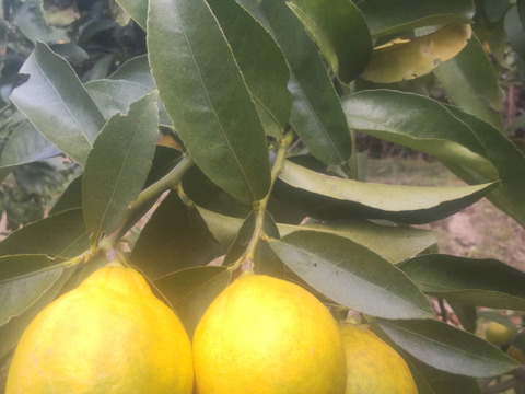 防腐剤、ワックス不使用　皮ごと使用  広島県産綺麗な種無しレモン 璃の香 　   ２ｋｇ(約14個入）