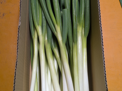 今が旬！白ネギ　３キロ