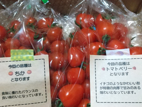 【食べ比べ 】食卓に笑顔を　ハートの様な形のトマトベリー＆ミニトマトのセット 1kg【千葉県旭市産】【トマト食べ比べ】