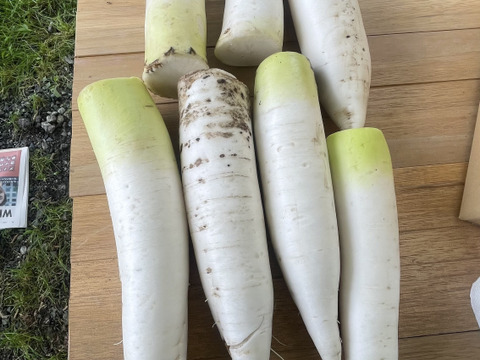 超人気！！カット大野ヶ原大根だいこん　4本カット　規格外