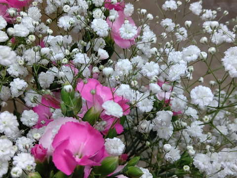 [季節限定]ソネット切花&カスミ草切花[混合１５本]