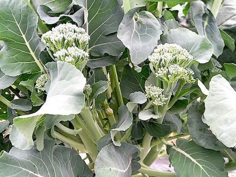 【畑から直送】茎ブロッコリー　1kg　出荷日当日の朝に収穫します スティックセニョール