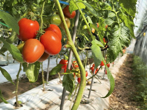 まとめ買いで送料がお得！煮込み料理を格上げ！加熱調理用イタリアントマト「ボンジョールノ」