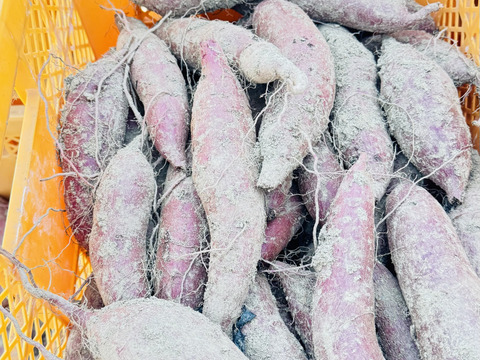 ふくむらさき　5kg 栽培期間中農薬化学肥料不使用