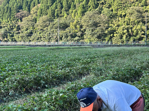 【１人１回だけの特別品】紅あずま２ｋｇ(箱入)　10月以降～発送予定！　熟成期間１ヶ月超！　さつまいも！