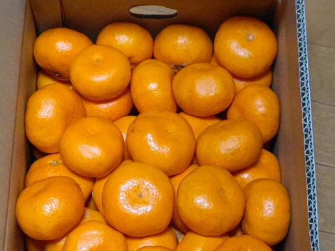 甘い!『大津みかん(四号)』5㎏ Mサイズ（１㎏あたり9-10個）大津四号発祥の地 湯河原産
