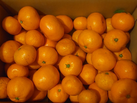 【値下げ】完熟早生ミカン 5㎏。サイズ混合。