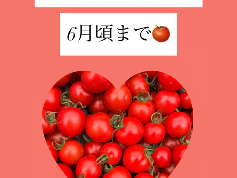 豊作特価⭐️甘くて柔らかい！中玉トマトフルティカ１キロ