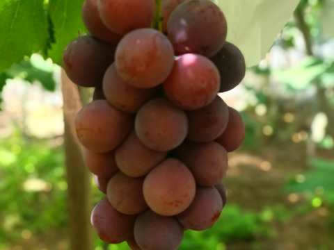 ご家庭用クイーニーナ粒(1キロ)訳あり